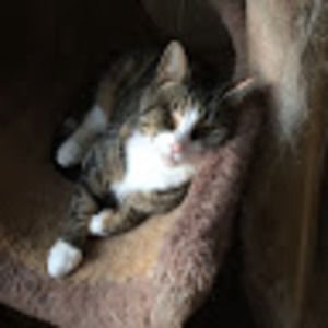 Meet your Posher, Ren